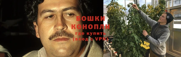 шишки Беломорск